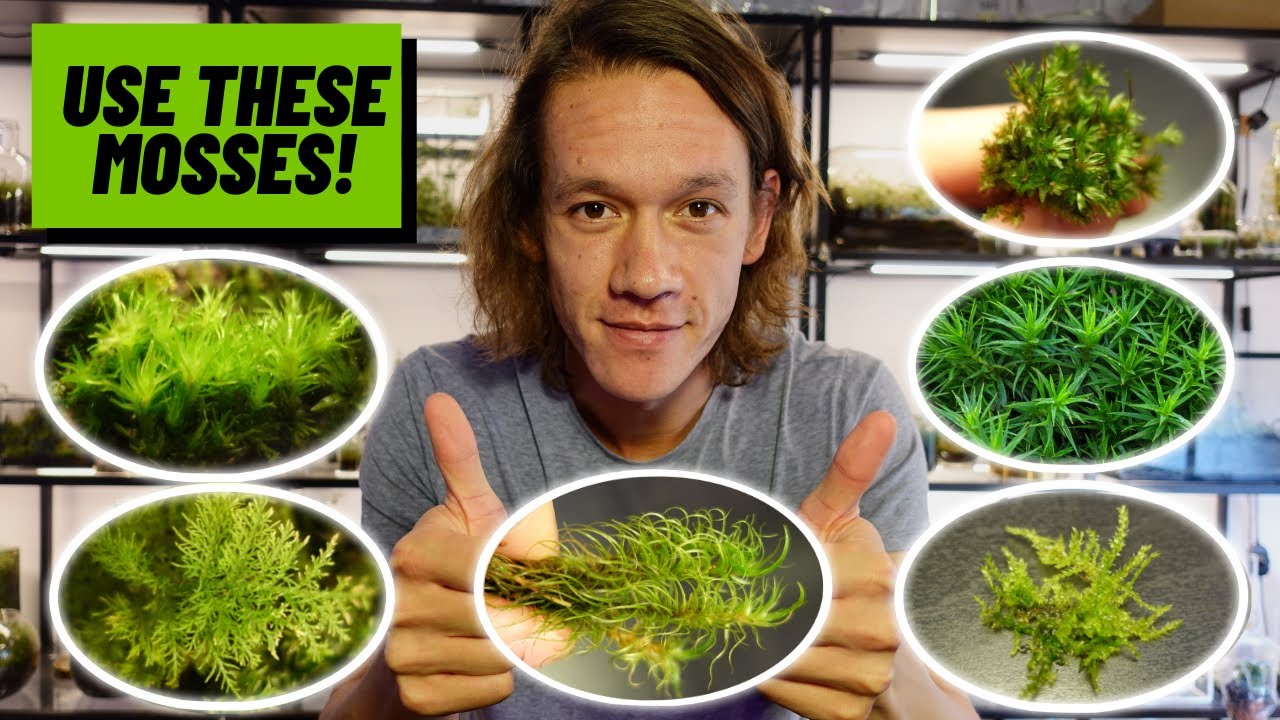 The Best Types of Moss For Terrariums & How To Care For Them 