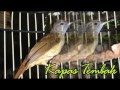 Suara Kapas Tembak Gacor Dengan Terapi Air Ari Alika Kicauan Chanel Mp3 - Mp4 Download