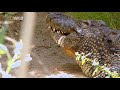 Суперхищники Крокодил Nat Geo Wild HD