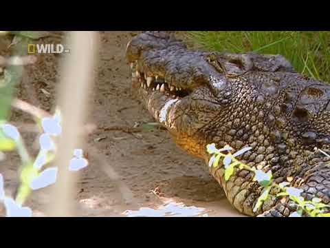 Видео: Суперхищники Крокодил Nat Geo Wild HD