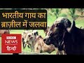 How Indian Cows are changing Fortunes in Brazil (BBC Hindi)
