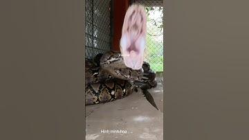 Cẩn thận khi tiếp xúc với rắn độc #shortvideo #snake #dongvat #animals #wildlife #short #wildlife