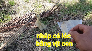 Nháp cá lóc bằng vịt con vừa là thú vui vừa có cá ăn ||Phương fishing , hunting trap