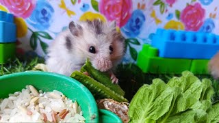 A brotherhood of lively and calm Syrian Hamsters