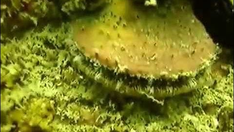 Mollusques-Lamellibranches(bivalves)_BA-FPT.FLV