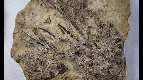 Archaeocidaris marmorcataractensis - RARE Texas Echinoid