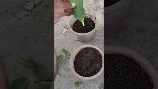 How to grow Dragon Fruit plant from cutting . #gardening #dragonfruit #shorts