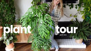 ✨ plant tour ✨  rare houseplant collection 2024 part 2