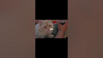 سورة الكهف ايه 32 المنشاوي #المصحف #سورة #quran#المنشاوي