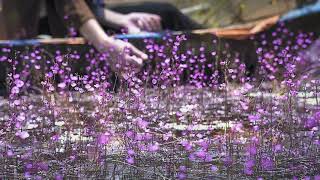 Download Lagu Tony Anderson After The Storm MP3 Tony Anderson After The Storm
