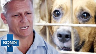 Abused Dog Doesn't Want To Be Touched  Until He Meets This Vet | Bondi Vet Clips | Bondi Vet