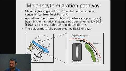 Developing PDE-compartment hybrid frameworks for modelling cell migration