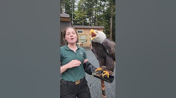Sitka, a Bald Eagle, starting off her week with a vocalization! #BaldEagle #DidYouKnow #MondayMood