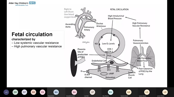 Foetal circulation by Dr Debora Luciano