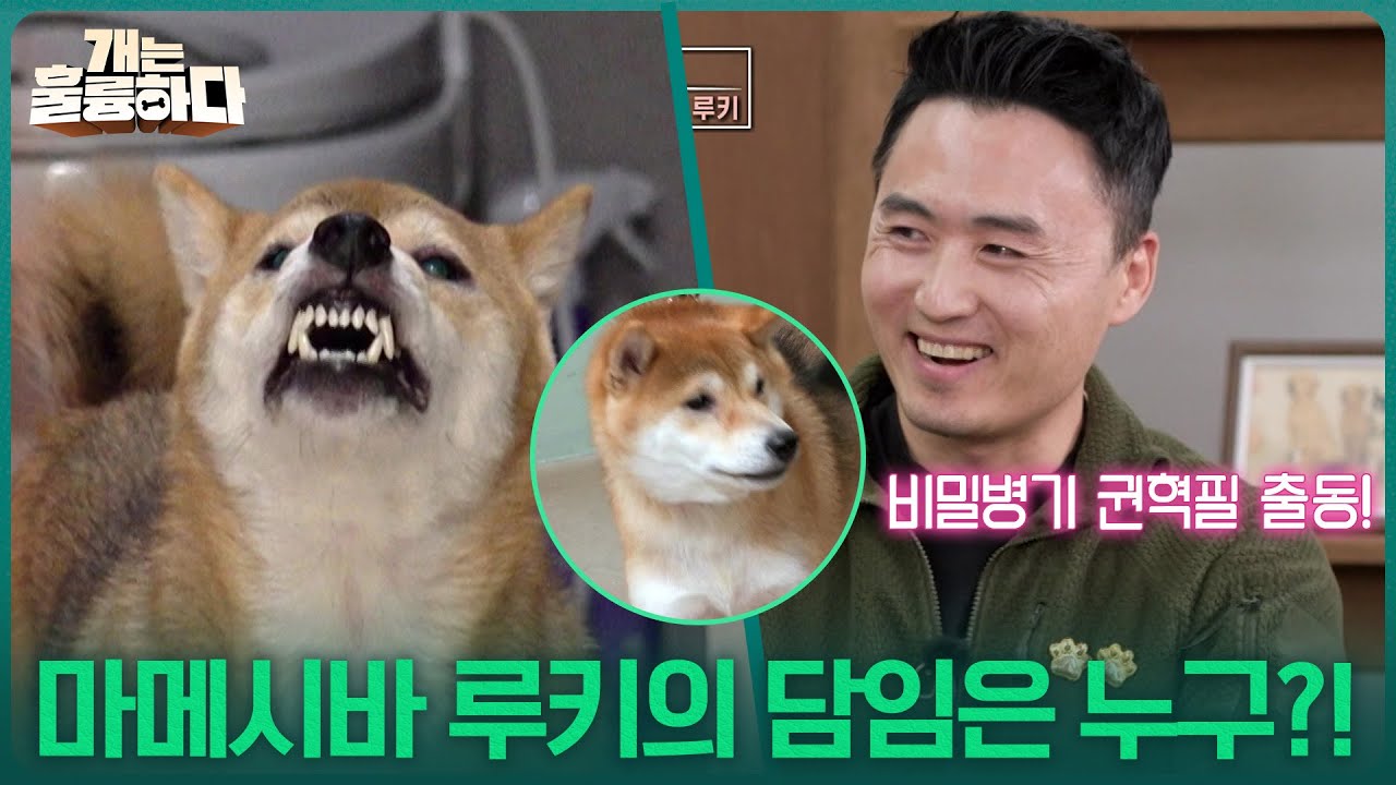 마메시바 루키의 담임은 누구?! ＂시바견 교육 경험 다수!＂ [개는 훌륭하다] | KBS 251127 방송