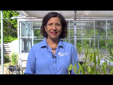 Video: Ziemeļjūras auzas dārzā: kā audzēt Ziemeļjūras auzas