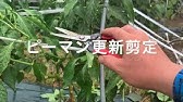 ピーマン剪定と茄子防除など 426 Youtube