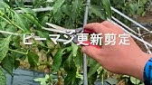 家庭菜園の害虫 トマトの葉に白い線が現れる原因は 病気 害虫 栄養不足 日焼け 特徴的な痕跡で初心者でもラクラク診断 Youtube