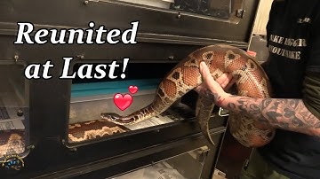 Bill Pairs Up the HUGE Blood Pythons for the Breeding Season! 🐍💗🐍
