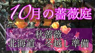 10月バラ庭 秋薔薇開花の様子 北海道冬越し準備 Youtube 10月バラ庭 秋薔薇開花の様子 北海道冬越し準備 Youtube