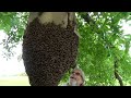 Removing and relocating a massive external beehive from 30 feet in the air