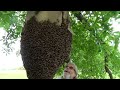 Removing and relocating a massive external beehive from 30 feet in the air.