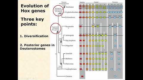 BIOL 3406 Unit 2 5 3 Evolution of the Toolkit  Innovation of Hox Genes