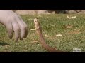 Why Australian snakes are so venomous