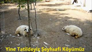 Nostalji 2010Lu Yıllar - Şeyhsafi Köyümüz Ve Ailesi Havza Samsun