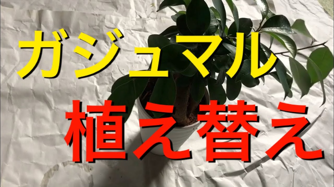 アクアリウム 熱帯魚 ガジュマル植え替え Youtube