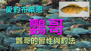 (3) 鸚哥的習性與釣法【知魚不龜系列】 