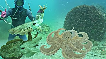 Phát Hiện Nhiều Bạch Tuộc To Khủng Mực Nang Ở Điểm Lặn Mới Mấy Anh Em Bội Thu | 820