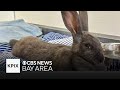 Extra large rabbit rescue by Santa Cruz CHP along side of Hwy 17