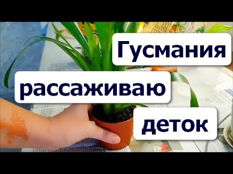 Пересадка БРОМЕЛИИ // Отделяю деток от Гузмании // ГУСМАНИЯ УХОД ПОЛИВ ПЕРЕСАДКА //