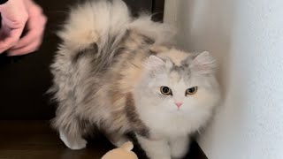 愛猫のパパとママに対するリアクションの格差に悩んでますぐすん…【スコティッシュフォールド】