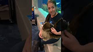 LIVE! Slowly, Slowly, Slowly said the Sloth reading with Barny!