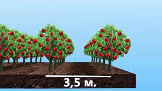 aplle kyrgyzstan azra fruits 1 min