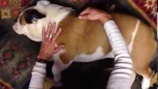Alpha roll, dog body massage