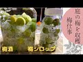 【梅仕事】庭の梅を収穫!!梅シロップと梅酒を仕込む　 ~Plum work~