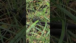 🐍Уж лежит в траве🐍The snake is lying in the grass🐍