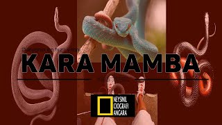 Dünyanın EN HIZLI yılanı (Kara Mamba Belgeseli)