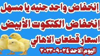 اسعار الكتكوت الأبيض اليوم سعر الكتاكيت البيضاء اليوم الاحد ٢٤-٩-٢٠٢٣ في الشركات في مصر