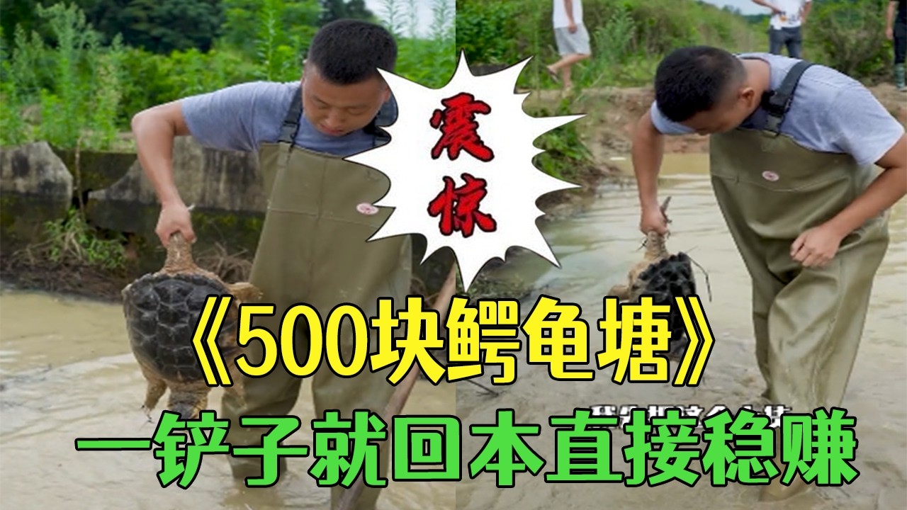 花500塊撿漏壹個鳄龜糖，壹鏟子就回本直接穩賺#小飛哥#三農 #新農人計劃 #戶外 #我要上熱門#包塘