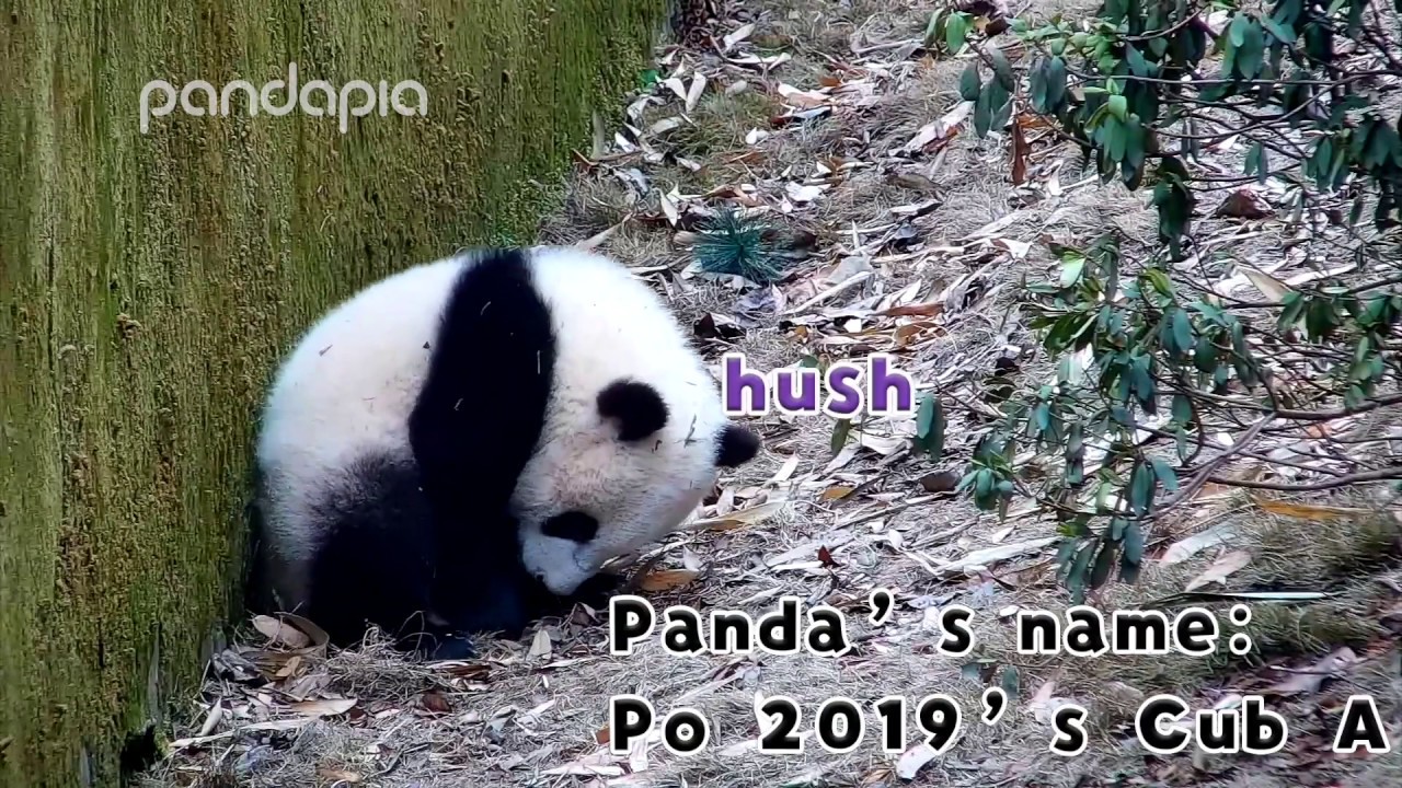 Funny panda moments #46 - YouTube