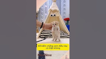 Đúng Là Không Nên Dậy Mèo Ngốc Dùng Cát Mèo #shorts #funny #shorts #meowow