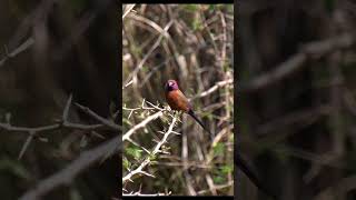 Violet-eared Waxbill #birds