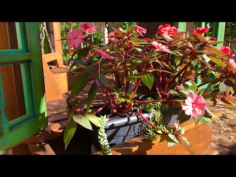 Vídeo: Como Germinar Sementes de Impatiens da Nova Guiné: Plantando Sementes de Impatiens da Nova Guiné