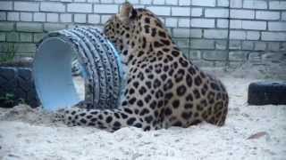 leopard Леопард — пятнистая кошка leopard Леопард — пятнистая кошка
