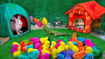 Bắt Gà Dễ Thương, Cá Cảnh Dễ Thương, Cá Koi, Rùa Bảy Màu, Thỏ, Cua, Động Vật Dễ Thương #04