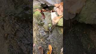 In The Middle of The Mountain #asmr #shorts #water #spring #fresh #viral #nature #henupachannel